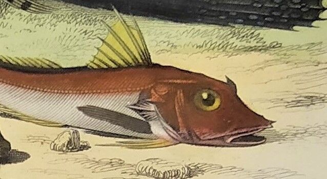 Original zoological plate of 1839 " the chetodon argus,...,...,...