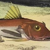 Original zoological plate of 1839 " the chetodon argus,...,...,...