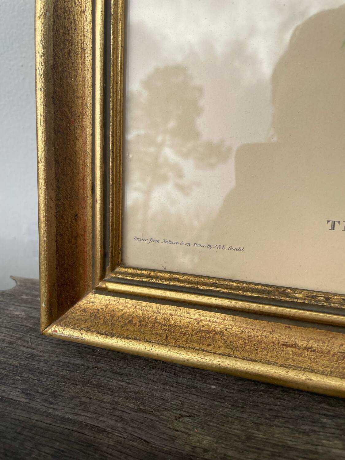 Golden wooden bird frame ornithological board