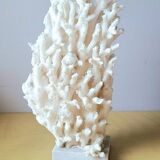 Antique white coral on marble base