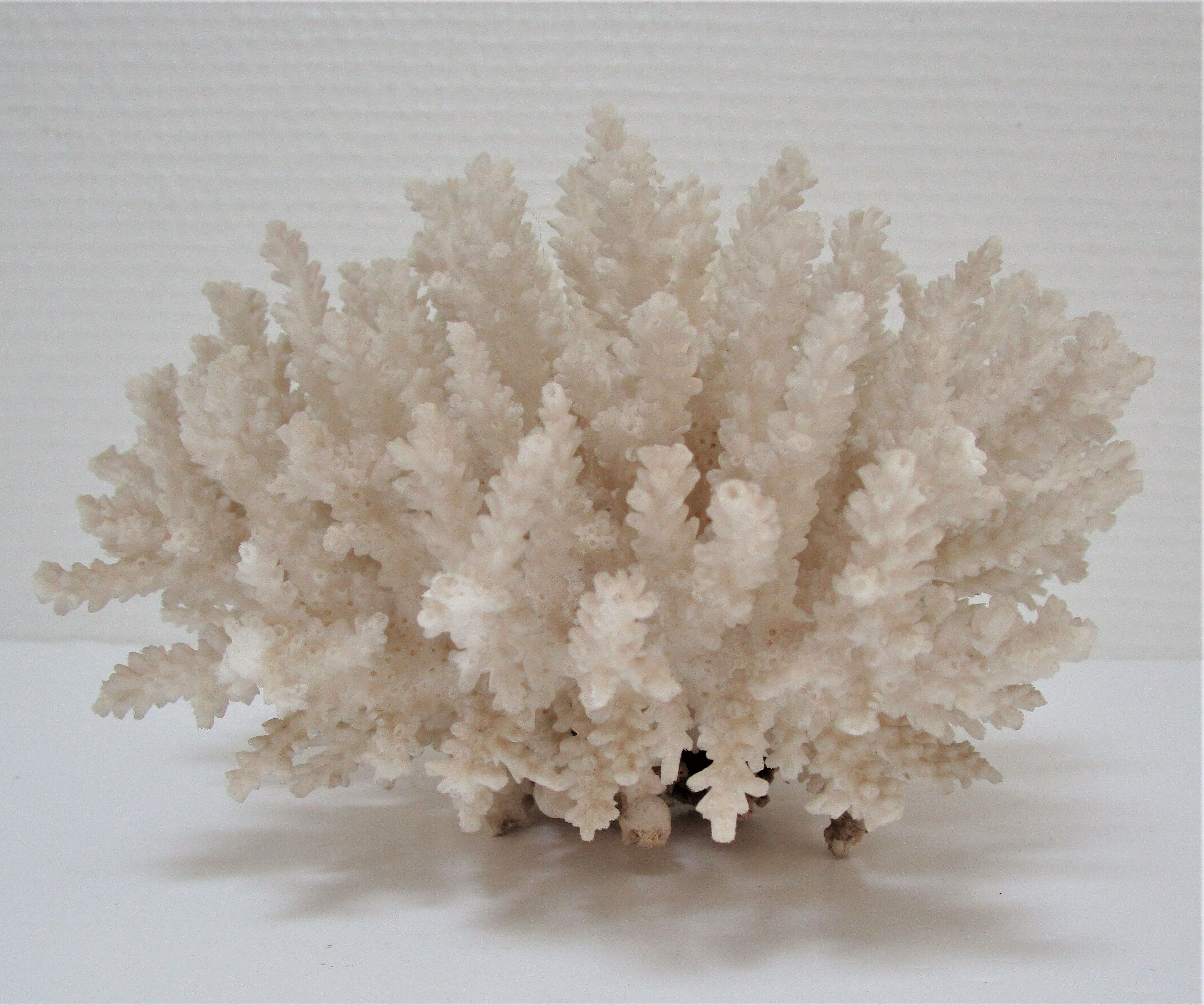 Buisson de corail blanc vintage