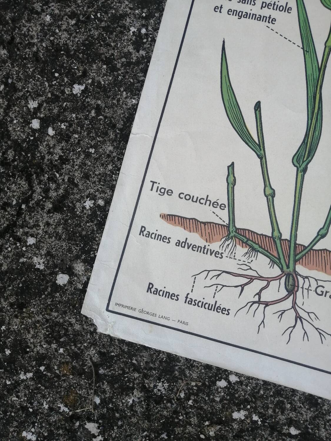 Vintage MDI school poster: Plants without flowers & Wheat, grasses.