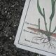 Vintage MDI school poster: Plants without flowers & Wheat, grasses.