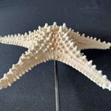 Natural starfish on marble base old cabinet of curiosities shell