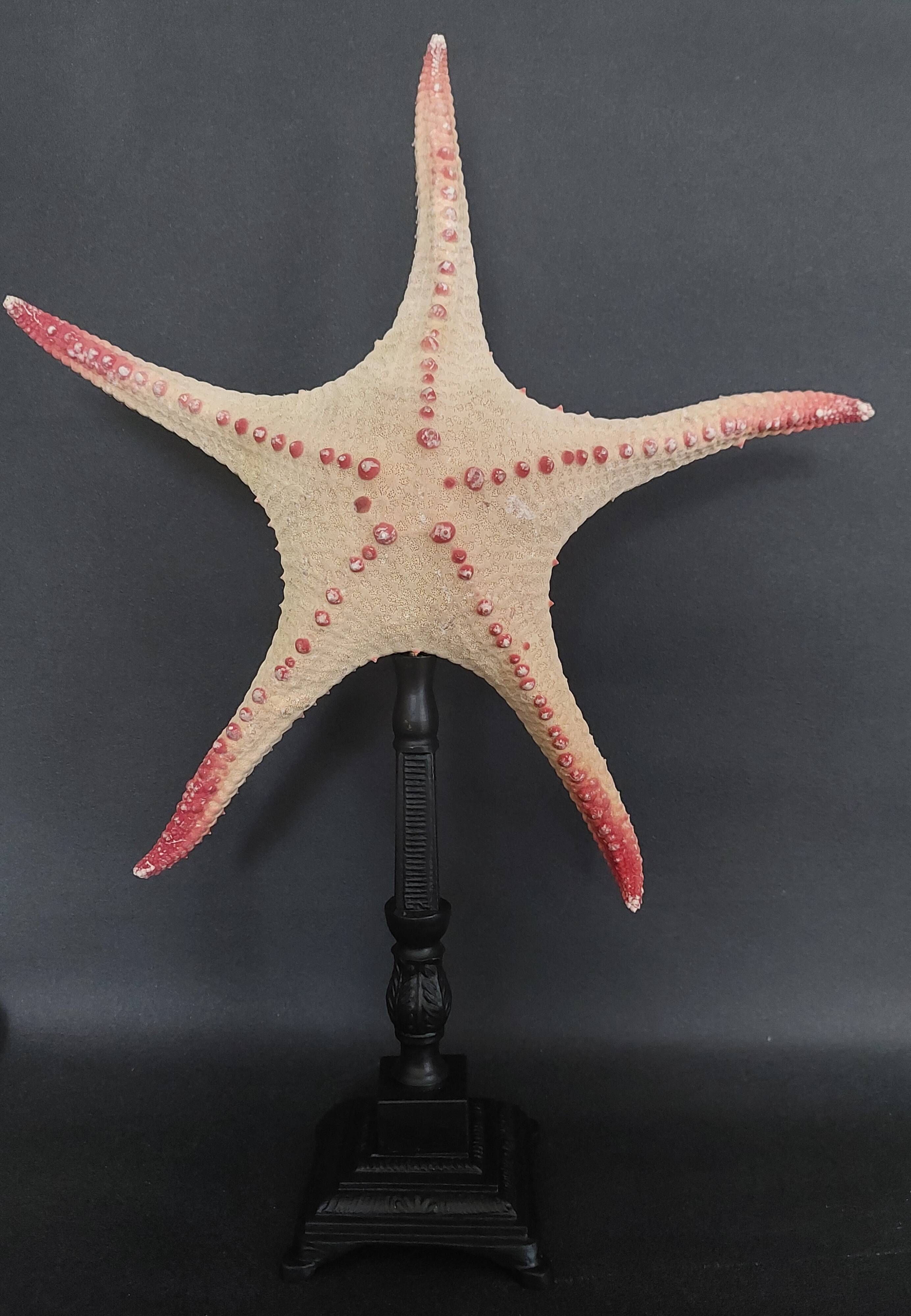 Cabinet of Curiosities starfish poraster superbus on base