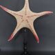 Cabinet of Curiosities starfish poraster superbus on base