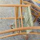 Paire de chaises d'appoint vers 1960