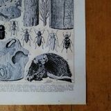 Lithographie originale sur les arbres