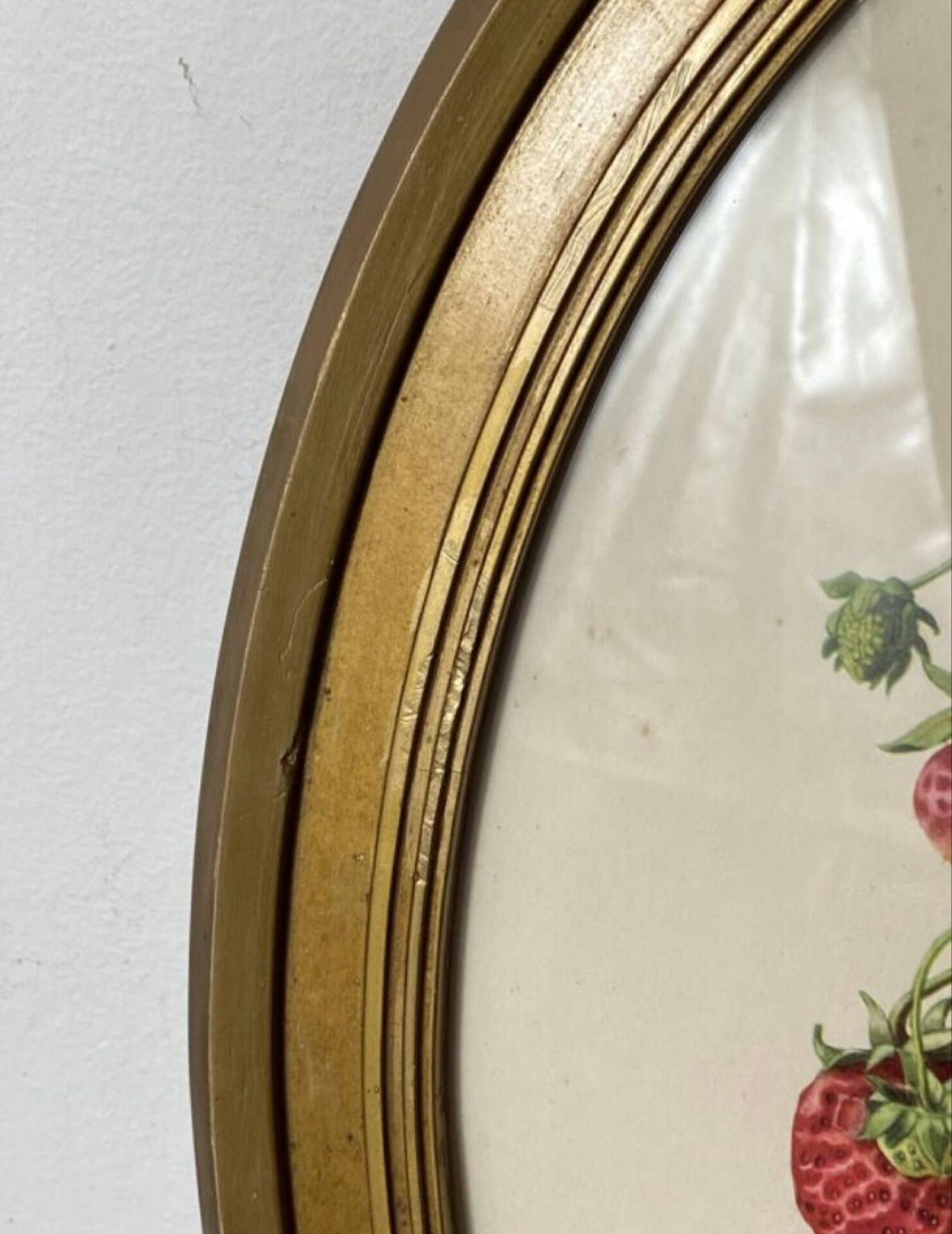 Framed botanical print of Fragaria Grandiflora