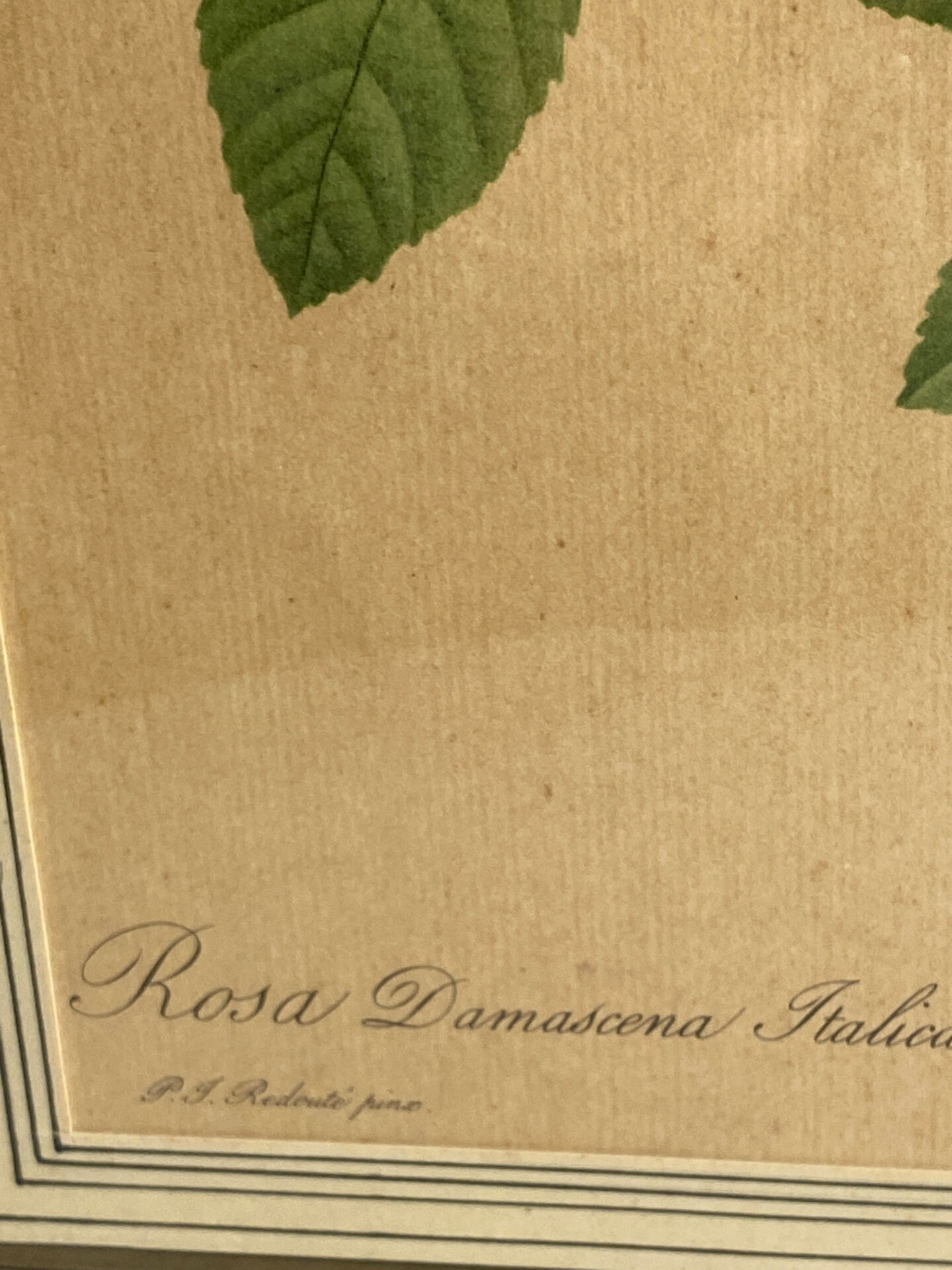 Botanical print, Rosa Damascena, by P-J Redouté