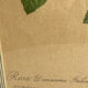 Botanical print, Rosa Damascena, by P-J Redouté