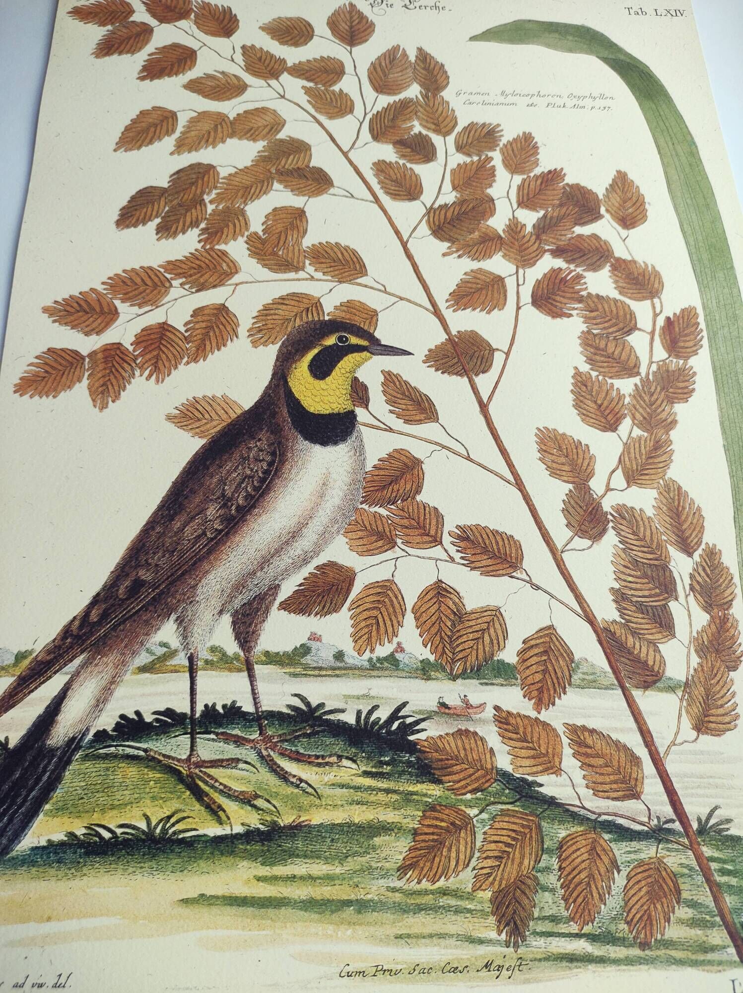 Old bird engraving -L'Allouette- Vintage zoological board from 1973 by Seligmann & Catesby
