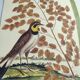 Old bird engraving -L'Allouette- Vintage zoological board from 1973 by Seligmann & Catesby