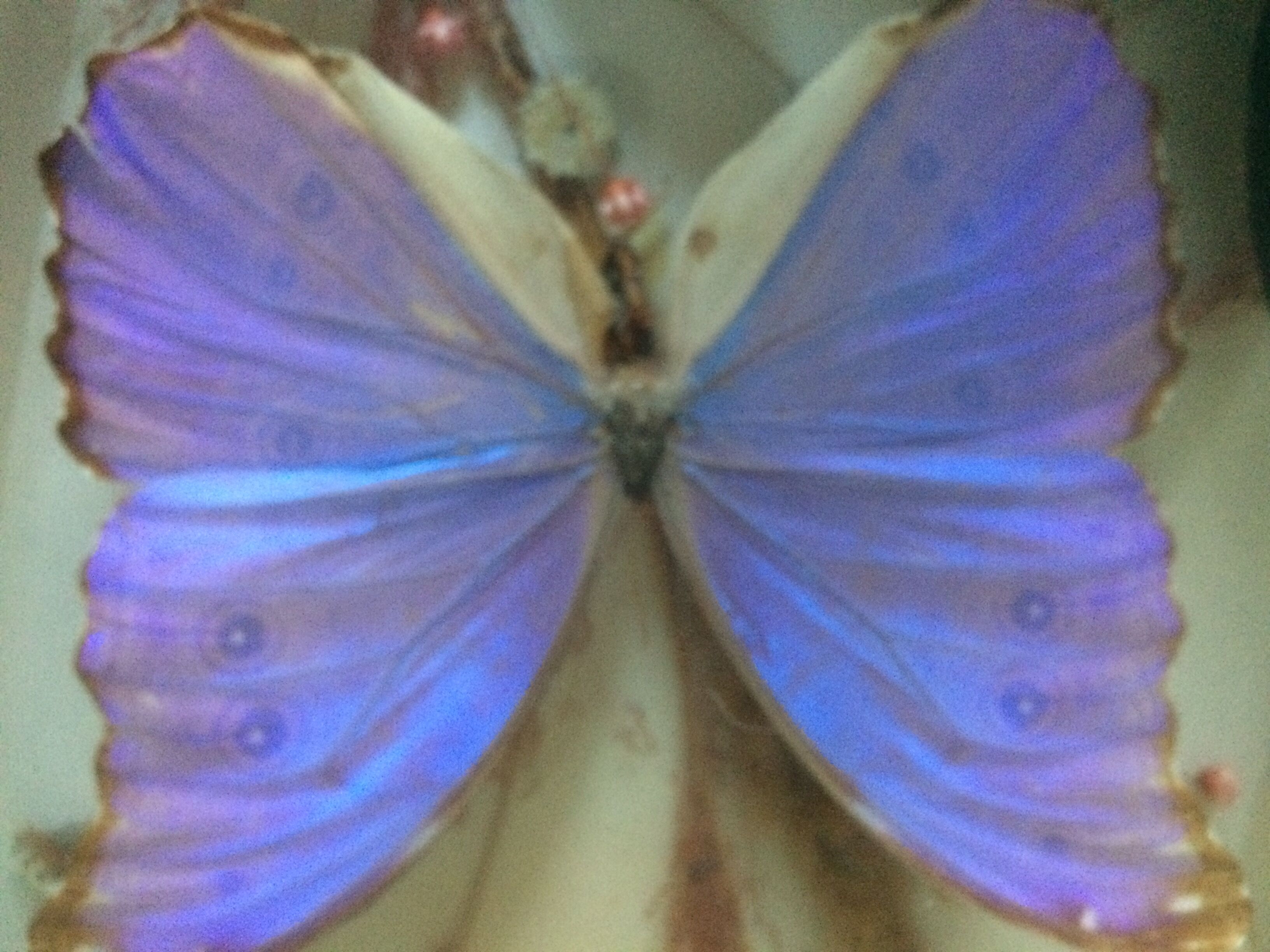 Butterfly frame taxidermy