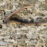 Deer antler coat rack 3 hooks