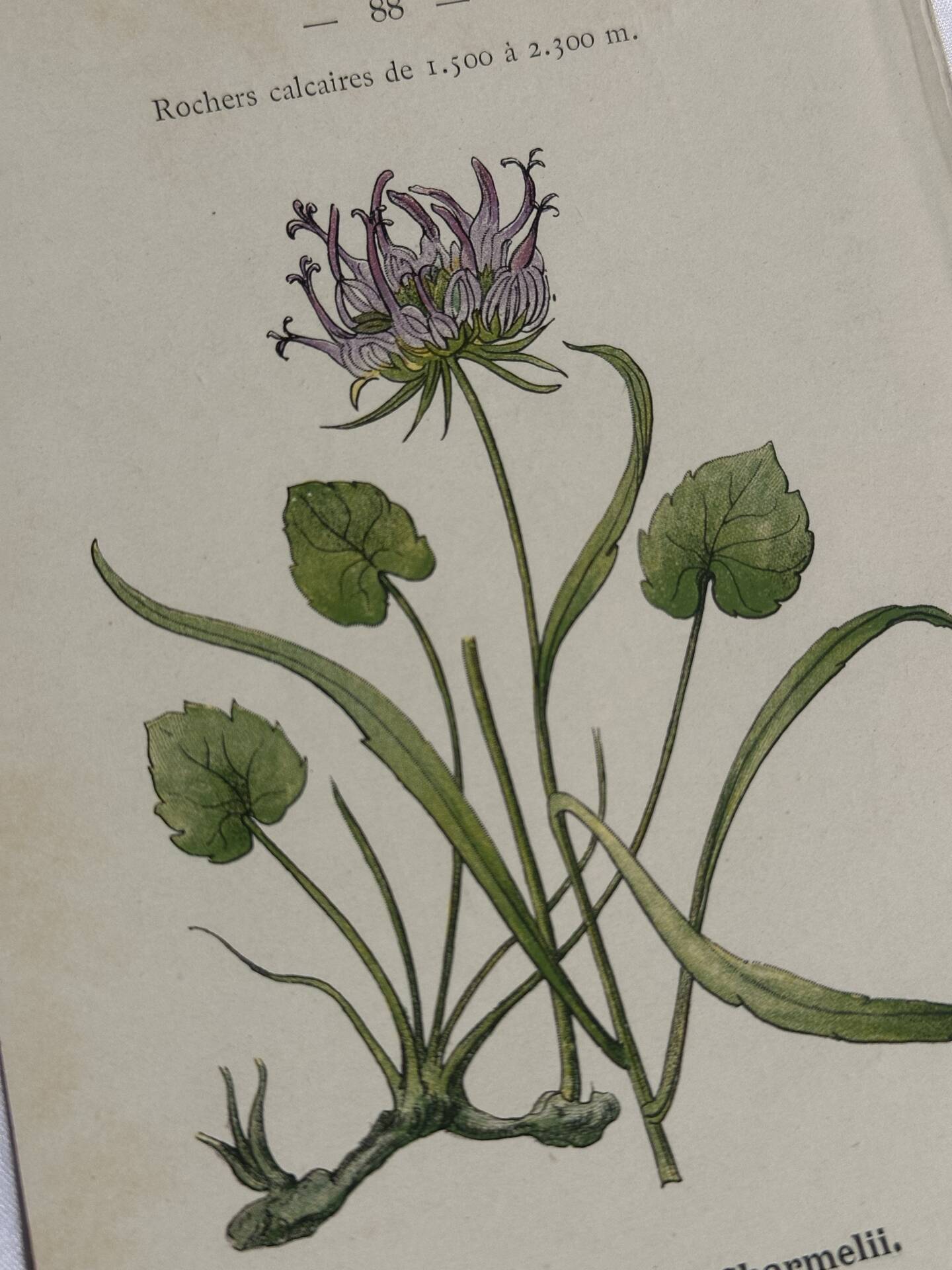 Gravure Botanique Ancienne XIXe – Lithographies Naturalistes  Fleurs &