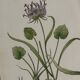Gravure Botanique Ancienne XIXe – Lithographies Naturalistes  Fleurs &