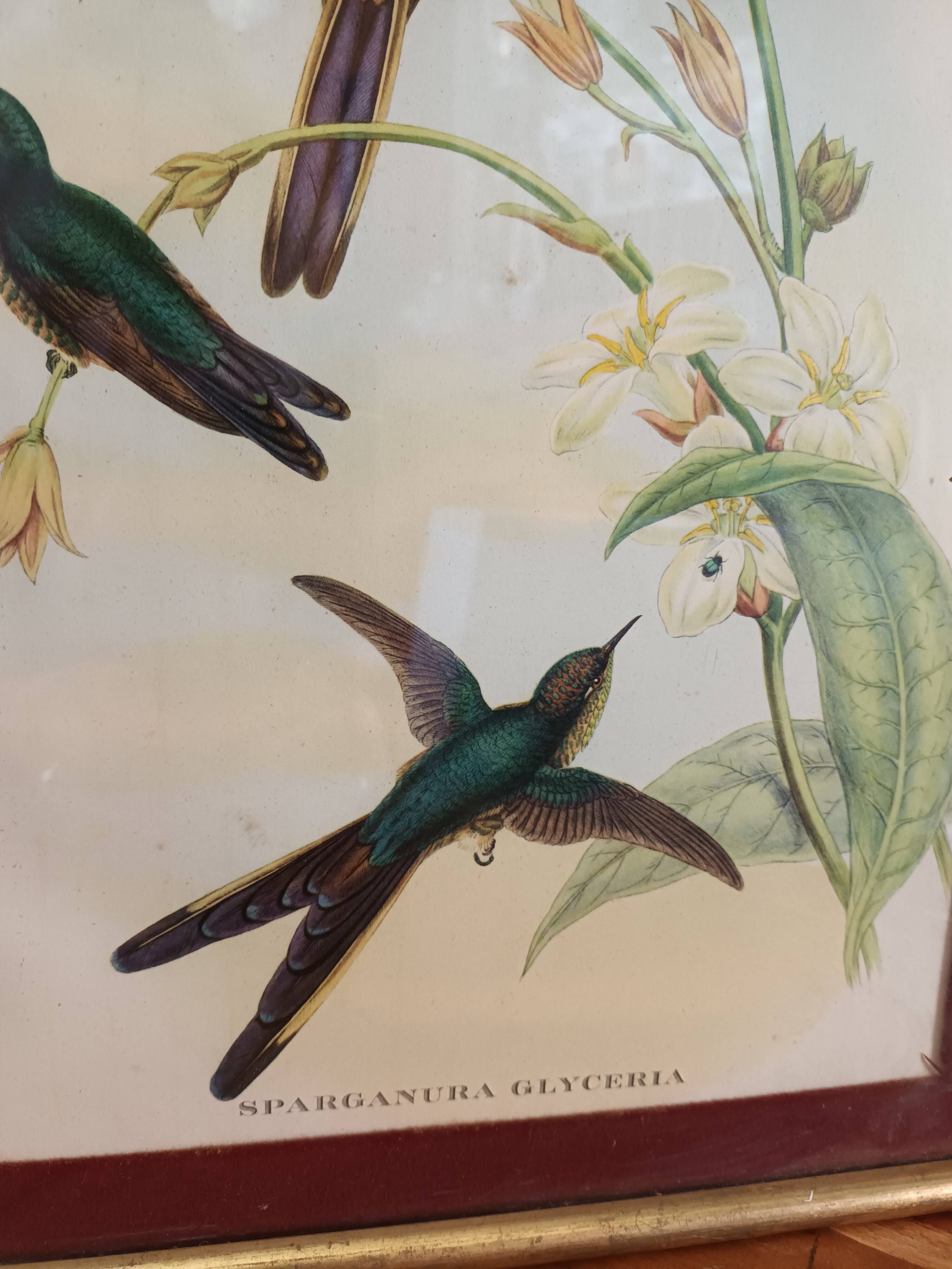 Botanical bird engraving