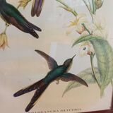 Botanical bird engraving