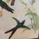 Botanical bird engraving