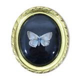 Butterfly under curved frame
