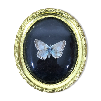Butterfly under curved frame