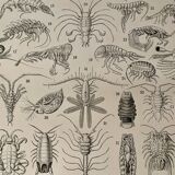 Lithograph on crustaceans - 1930