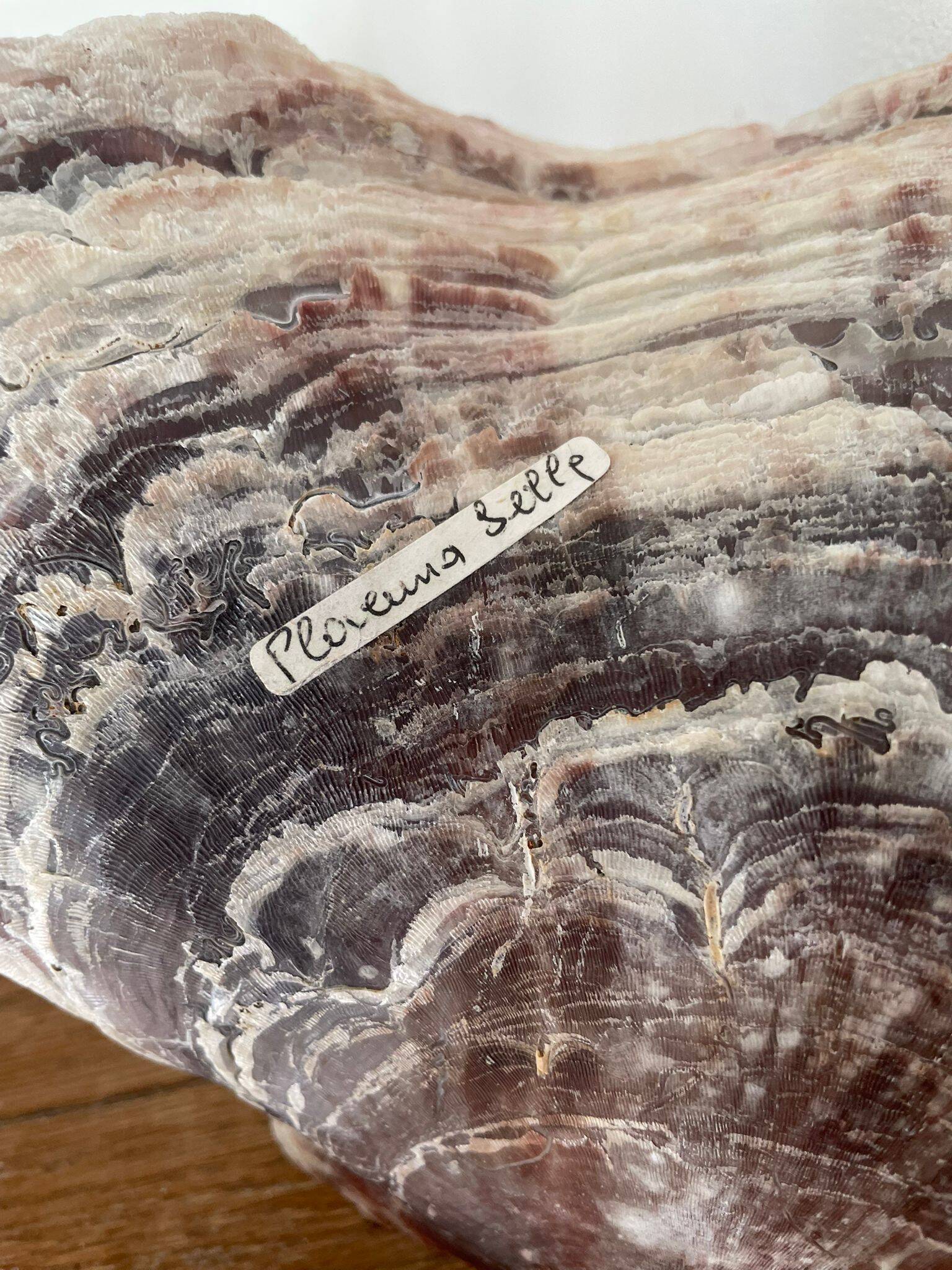 Large seashell: Placuna