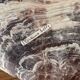 Large seashell: Placuna