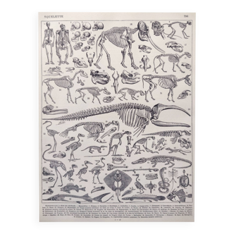 Planche lithographie ancienne Squelettes Anatomie  1900