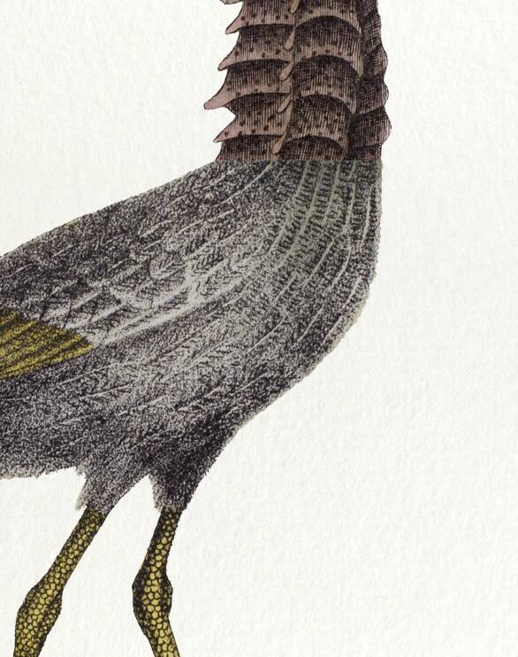 Lithograph engraving chimera animal - the cariapocampus