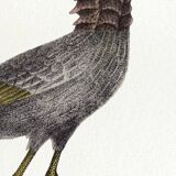 Lithograph engraving chimera animal - the cariapocampus