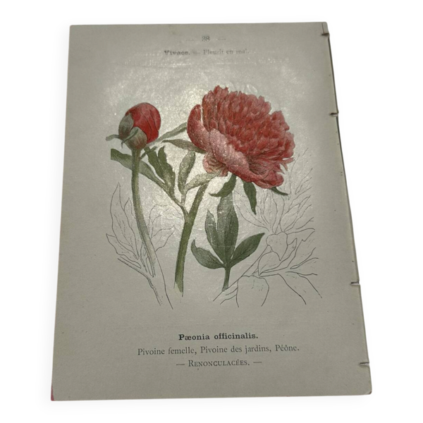 Gravure botanique originale  (1840-1880) double face  Superbe plan