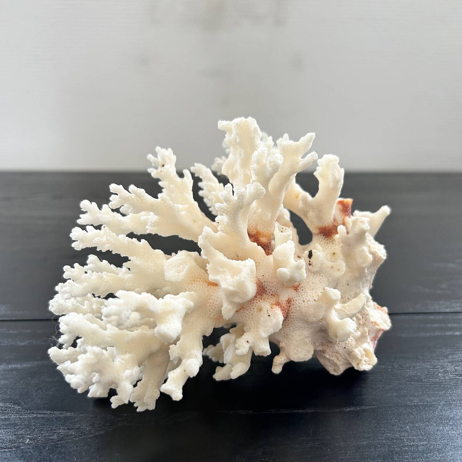 Large white coral