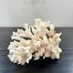 Large white coral