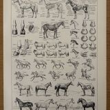 Lithograph of horses - 1930