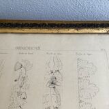 Architectural drawing 1857, glazed wood frame