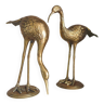 2 emus birds