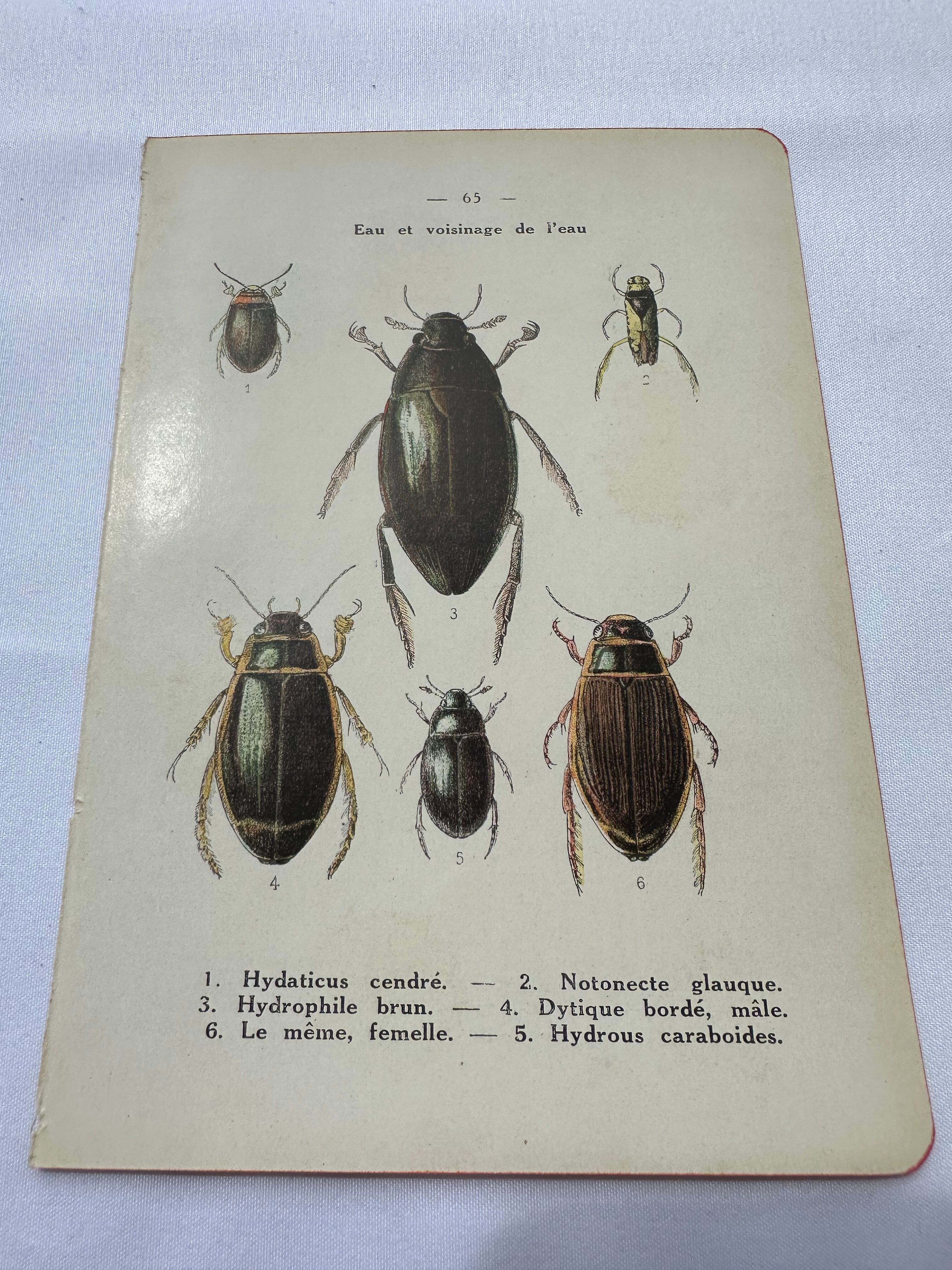 Botanical engraving old naturalist plate France