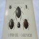Botanical engraving old naturalist plate France