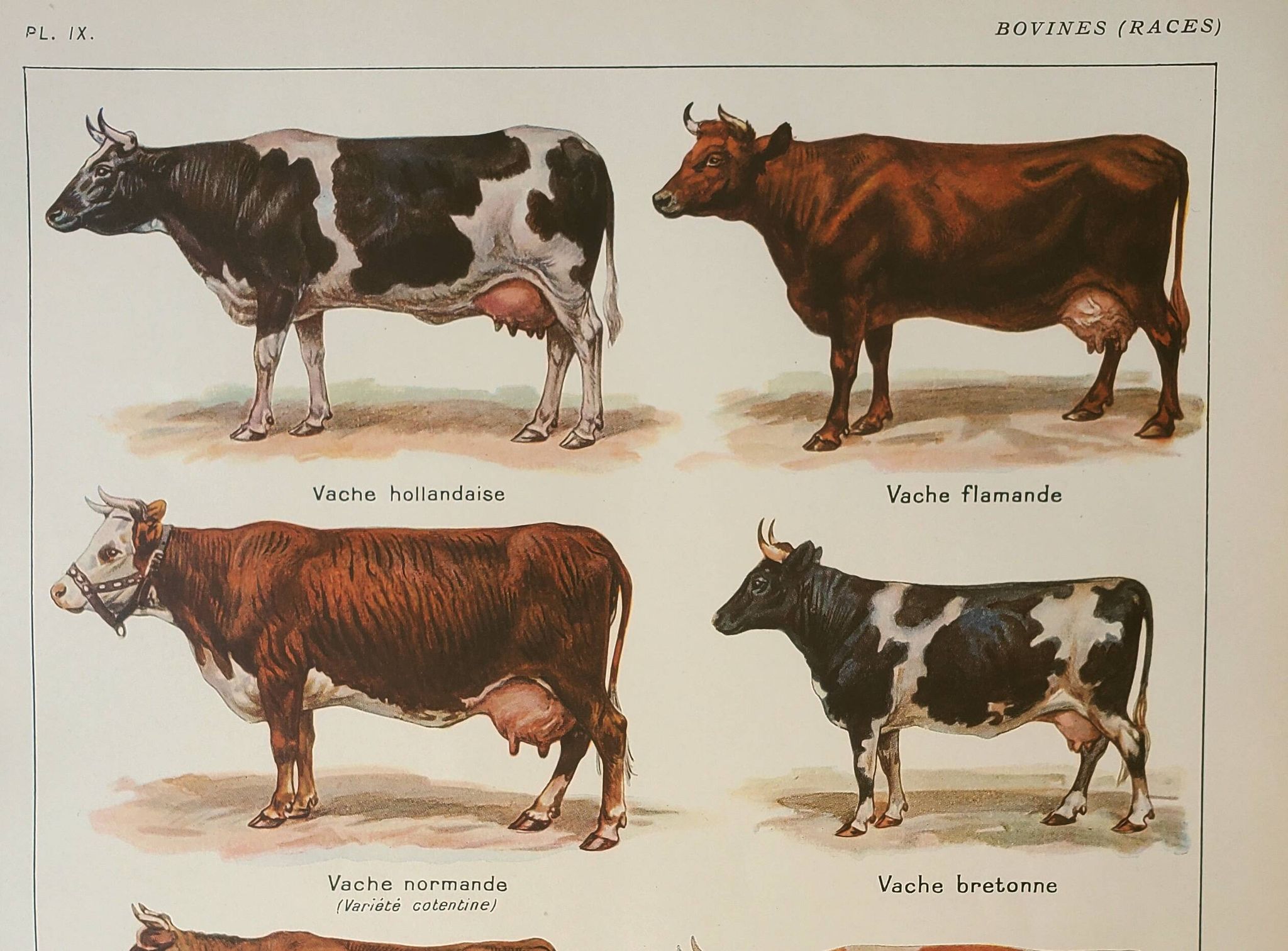 Gravure ancienne 1922, Vache et Bovin, races bovines, boeuf • Lithographie, Planche originale