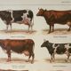 Old engraving 1922, Cow and Cattle, cattle breeds, beef • Lithograph, Original plate