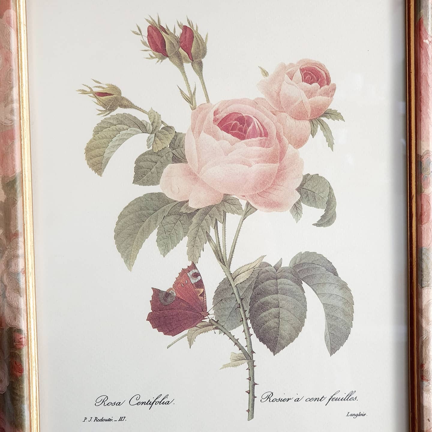 Table lithograph PJ Redouté Rosier 100 leaves 117