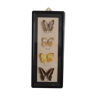 Butterfly entomological framework