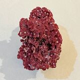 Corail rouge naturel ancien sur socle en bois d' ébène cabinet de curiosités