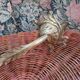 Applique florale bronze et opaline