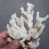 White coral branch