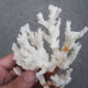 Branche de corail blanc