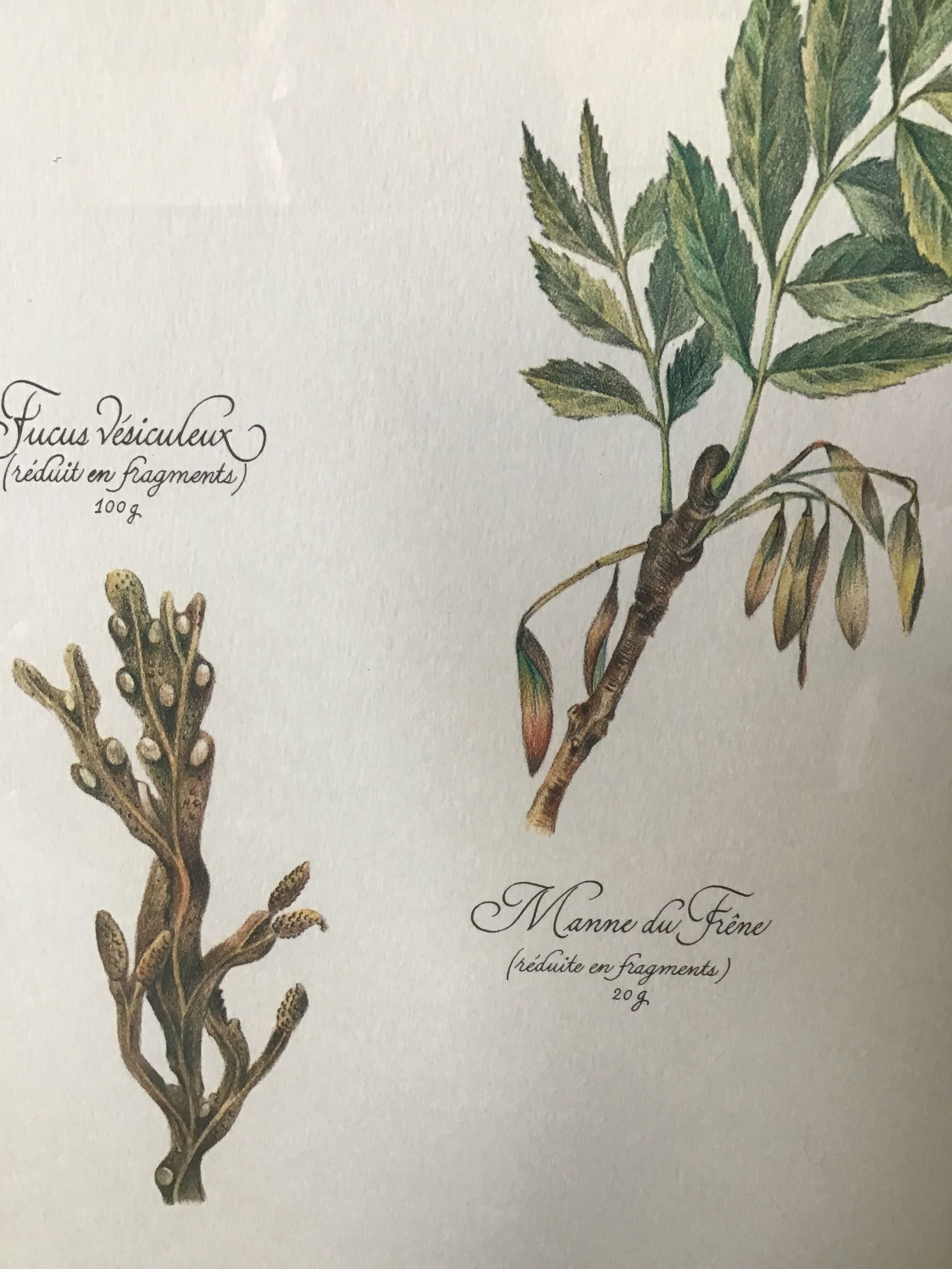 Gravure botanique precieuses tisanes encadree