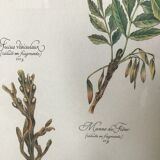 Gravure botanique precieuses tisanes encadree